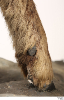 Alpine chamois Rupicapra rupicapra foot hoof leg 0014.jpg